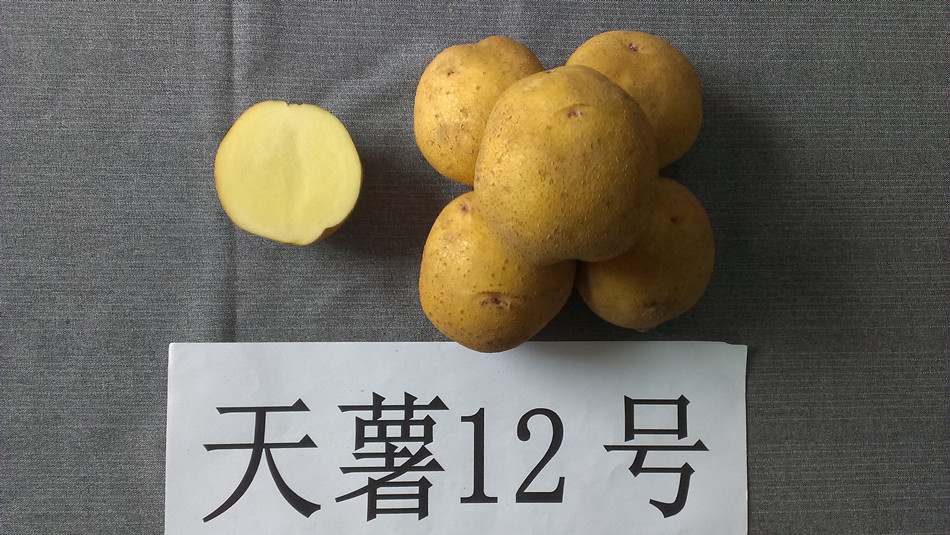 天薯12号块茎_proc.jpg
